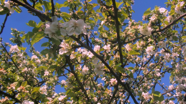 Fonds d'cran Nature Fleurs l'azur et les fleurs