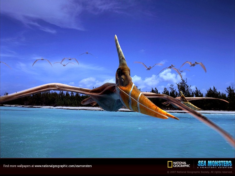 Fonds d'cran Animaux Vie marine - Divers pteranodon