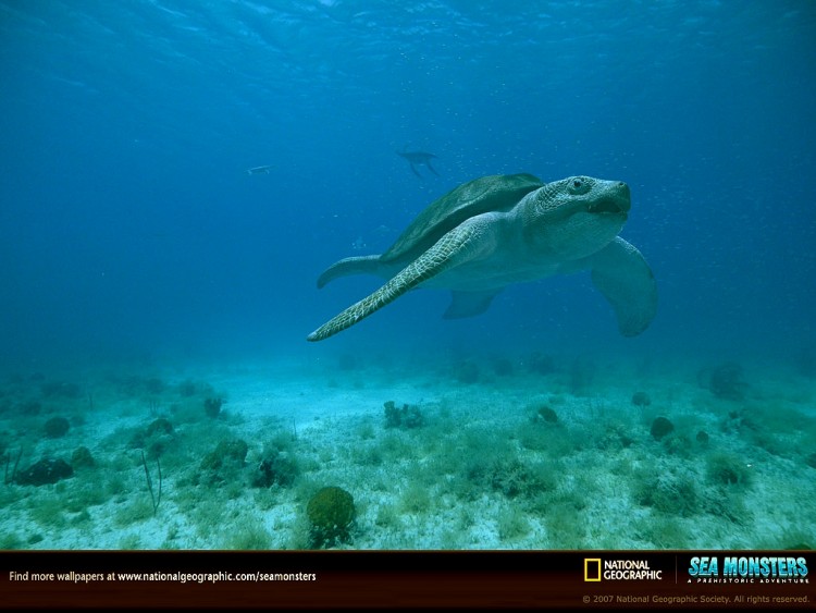 Fonds d'cran Animaux Vie marine - Divers protostega