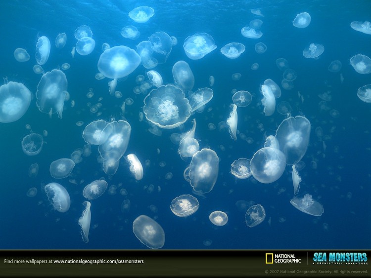 Fonds d'cran Animaux Vie marine - Divers jellyfish