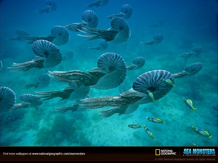 Fonds d'cran Animaux Vie marine - Divers ammonites