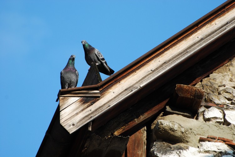 Fonds d'cran Animaux Oiseaux - Pigeons et Tourterelles Pigeon curieux