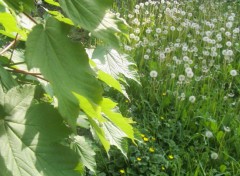 Fonds d'cran Nature les feuilles de platane discutent avec le pissenlit