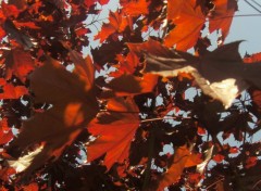 Fonds d'cran Nature les feuilles en sont rouge de bonheur