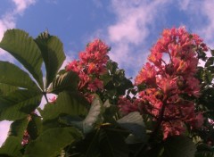 Wallpapers Nature des fleurs dans les nuages