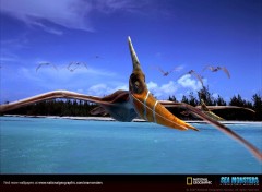 Fonds d'cran Animaux pteranodon