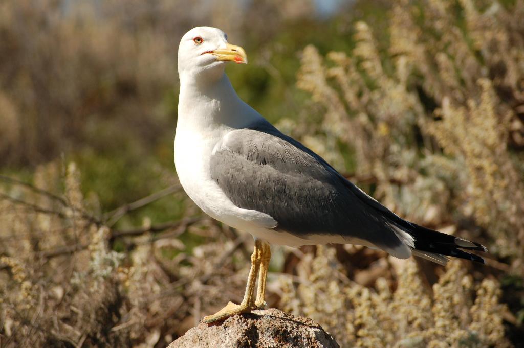 Fonds d'cran Animaux Oiseaux - Mouettes et Golands  CORSE