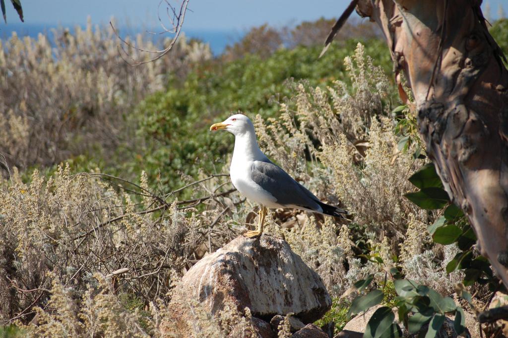 Fonds d'cran Animaux Oiseaux - Mouettes et Golands  CORSE