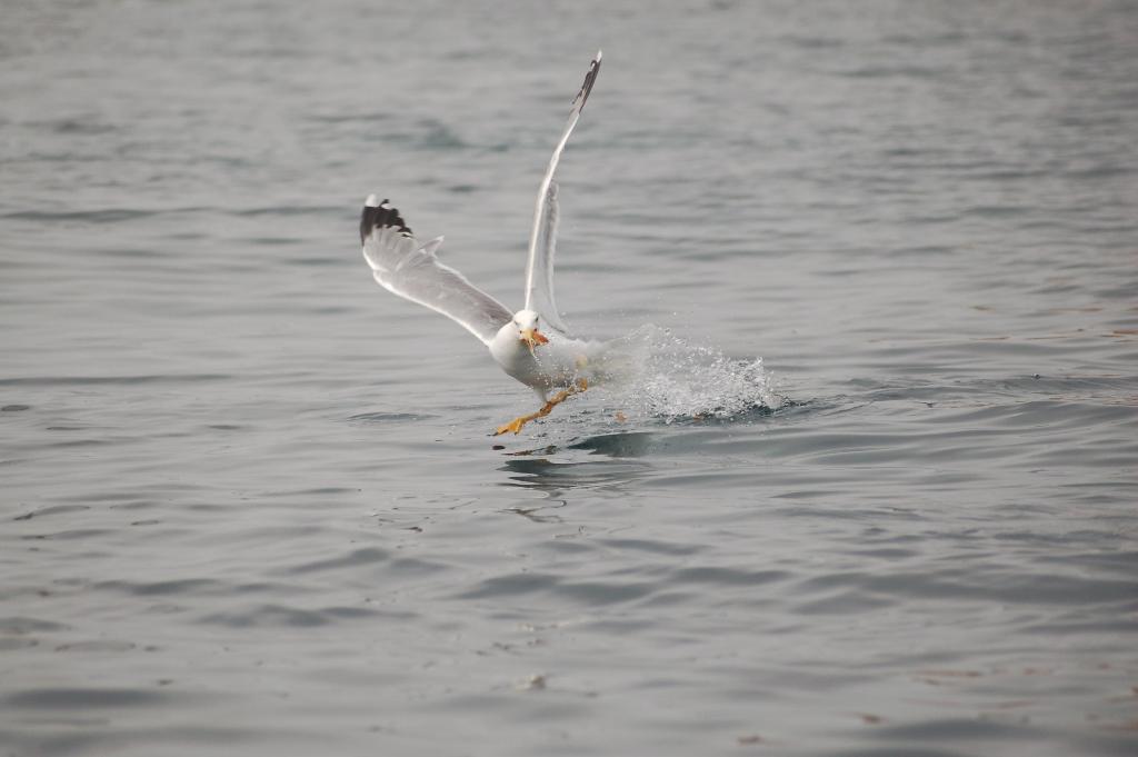 Fonds d'cran Animaux Oiseaux - Mouettes et Golands  CORSE