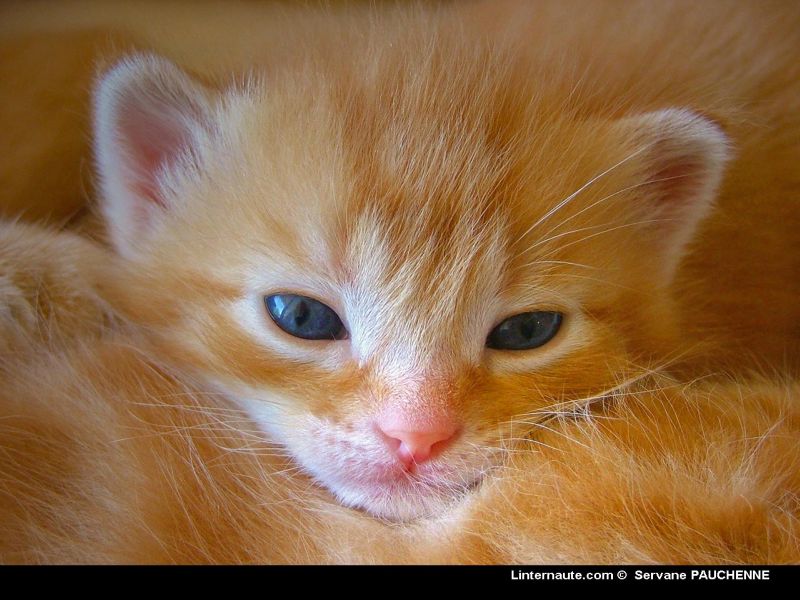 Fonds d'cran Animaux Chats - Chatons chaton