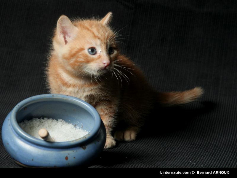 Fonds d'cran Animaux Chats - Chatons chaton