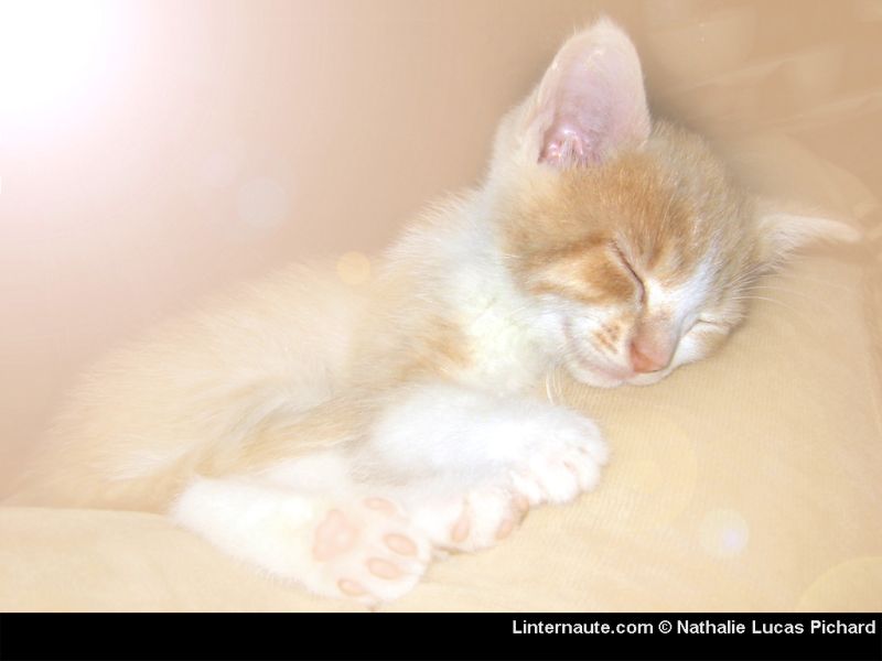 Fonds d'cran Animaux Chats - Chatons chaton