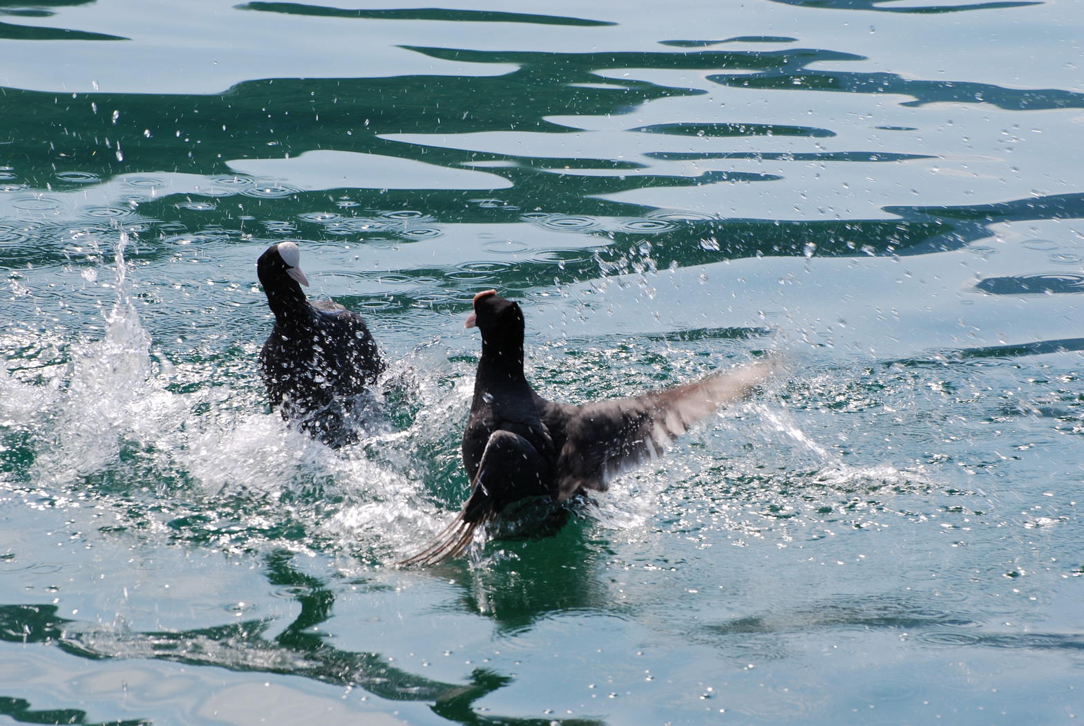 Wallpapers Animals Birds - Ducks combat de palmipede