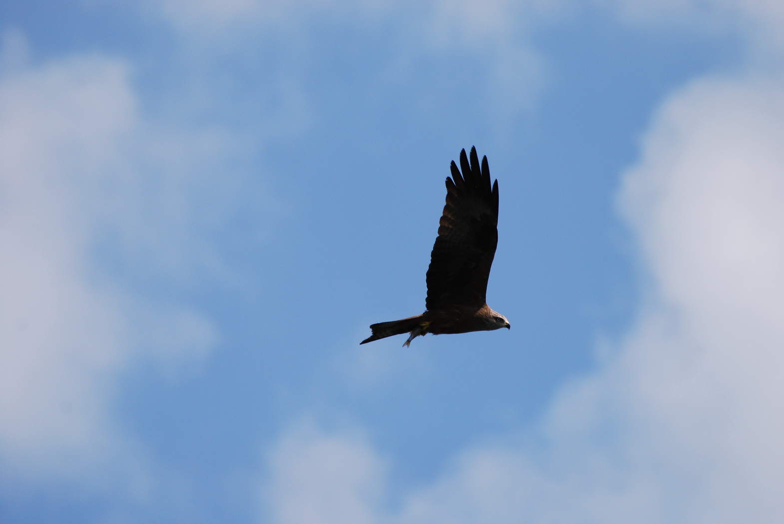 Fonds d'cran Animaux Oiseaux - Faucons vol de faucon