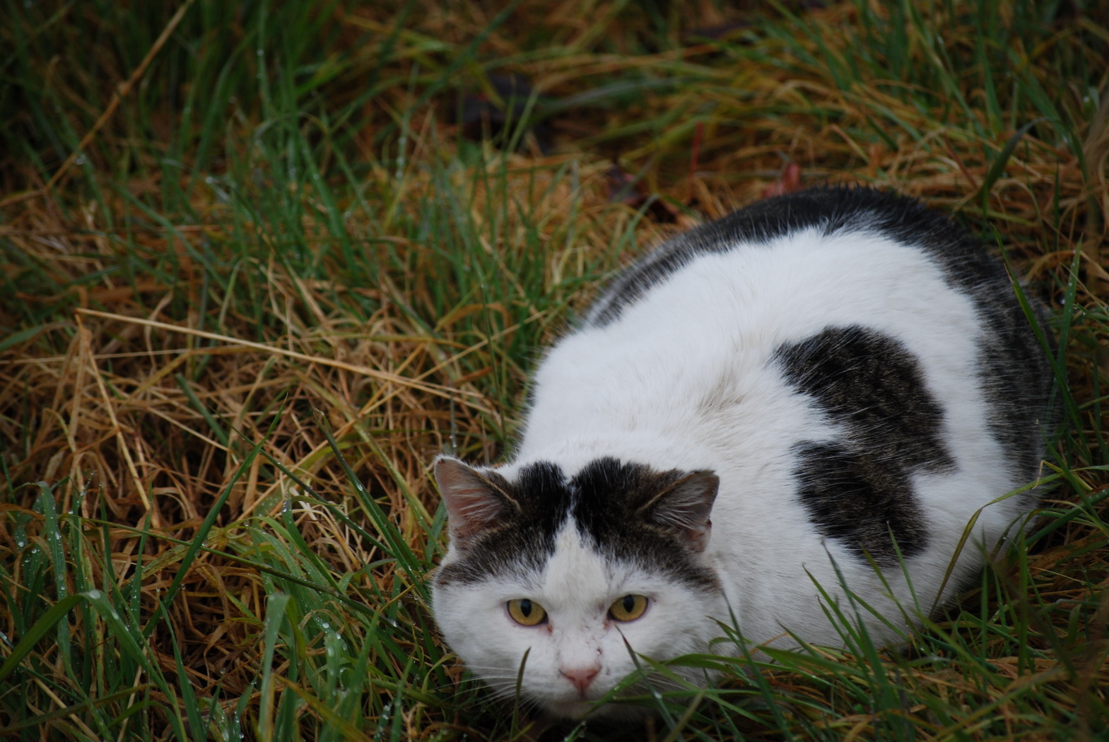 Fonds d'cran Animaux Chats - Chatons gentil chat