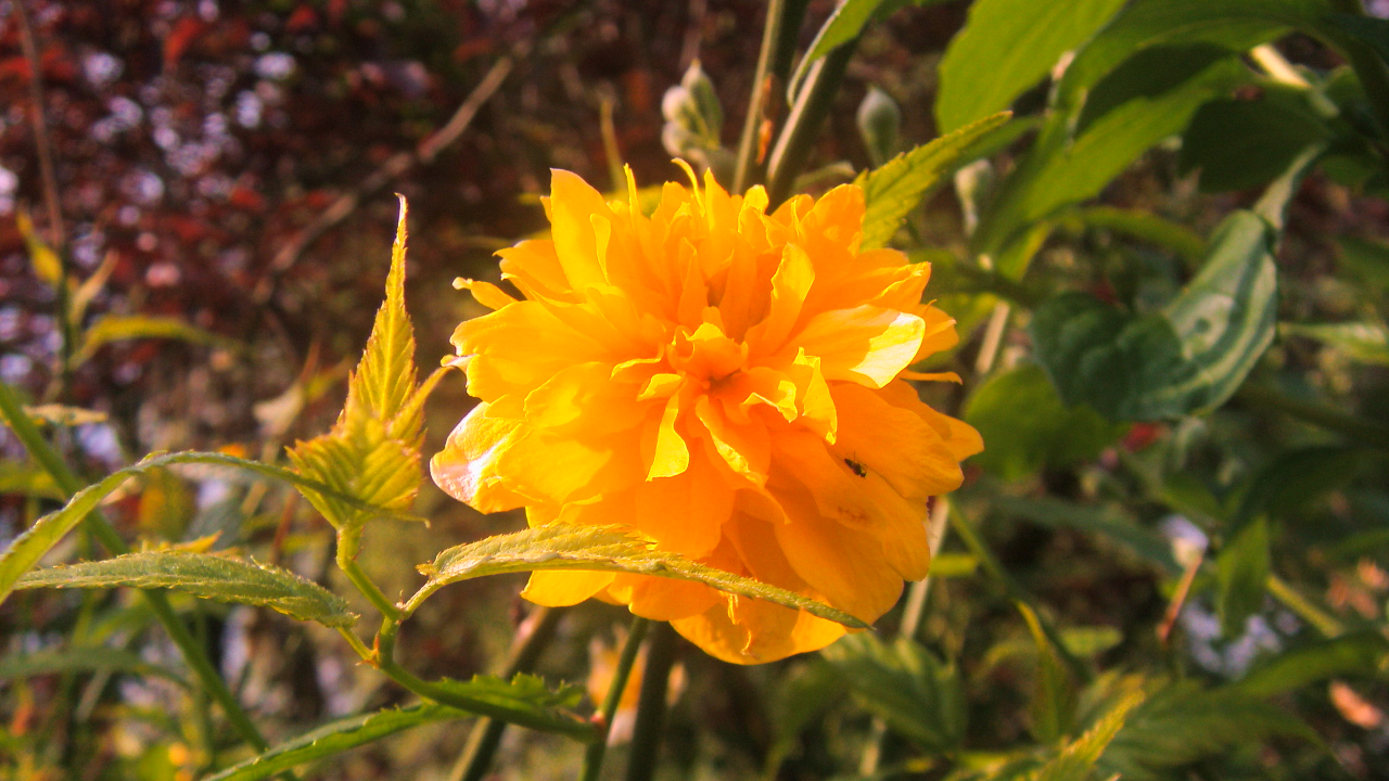 Wallpapers Nature Flowers une fleur dans les feuillages