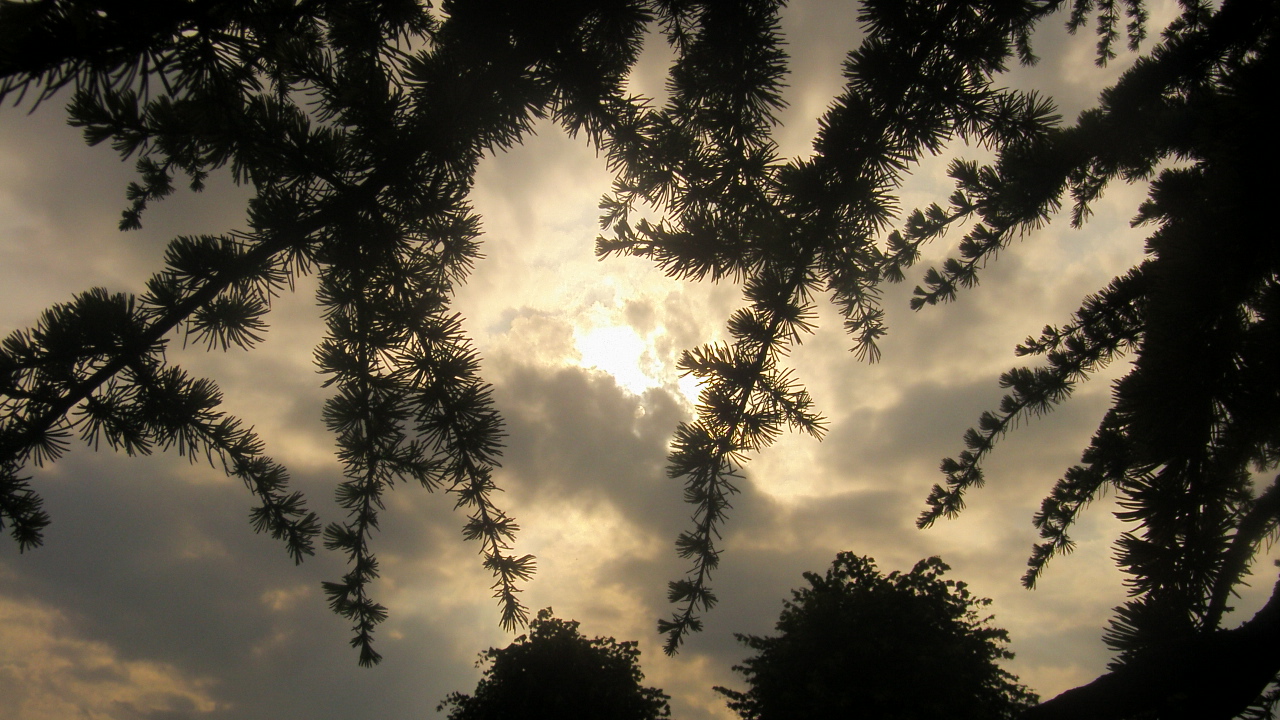 Fonds d'cran Nature Arbres - Forts des arbres dans les nuages