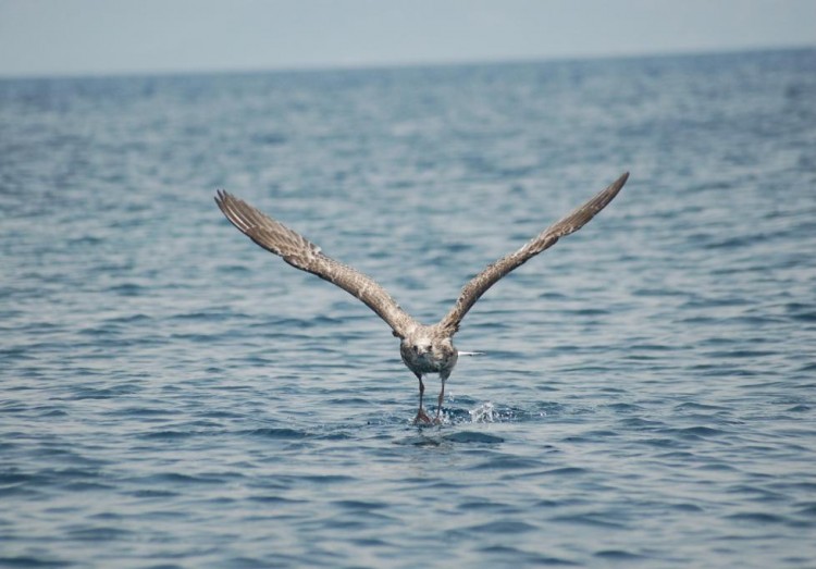 Wallpapers Animals Birds - Gulls  CORSE