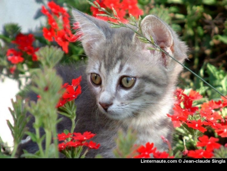 Fonds d'cran Animaux Chats - Chatons chaton