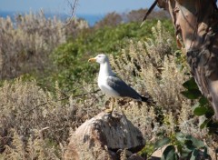 Fonds d'cran Animaux  CORSE