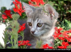 Fonds d'cran Animaux chaton