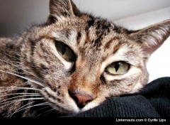 Fonds d'cran Animaux chat