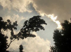 Fonds d'cran Nature une branche tente une approche avec le nuage