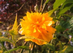 Fonds d'cran Nature une fleur dans les feuillages