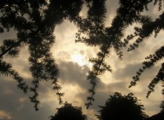 Fonds d'cran Nature des arbres dans les nuages