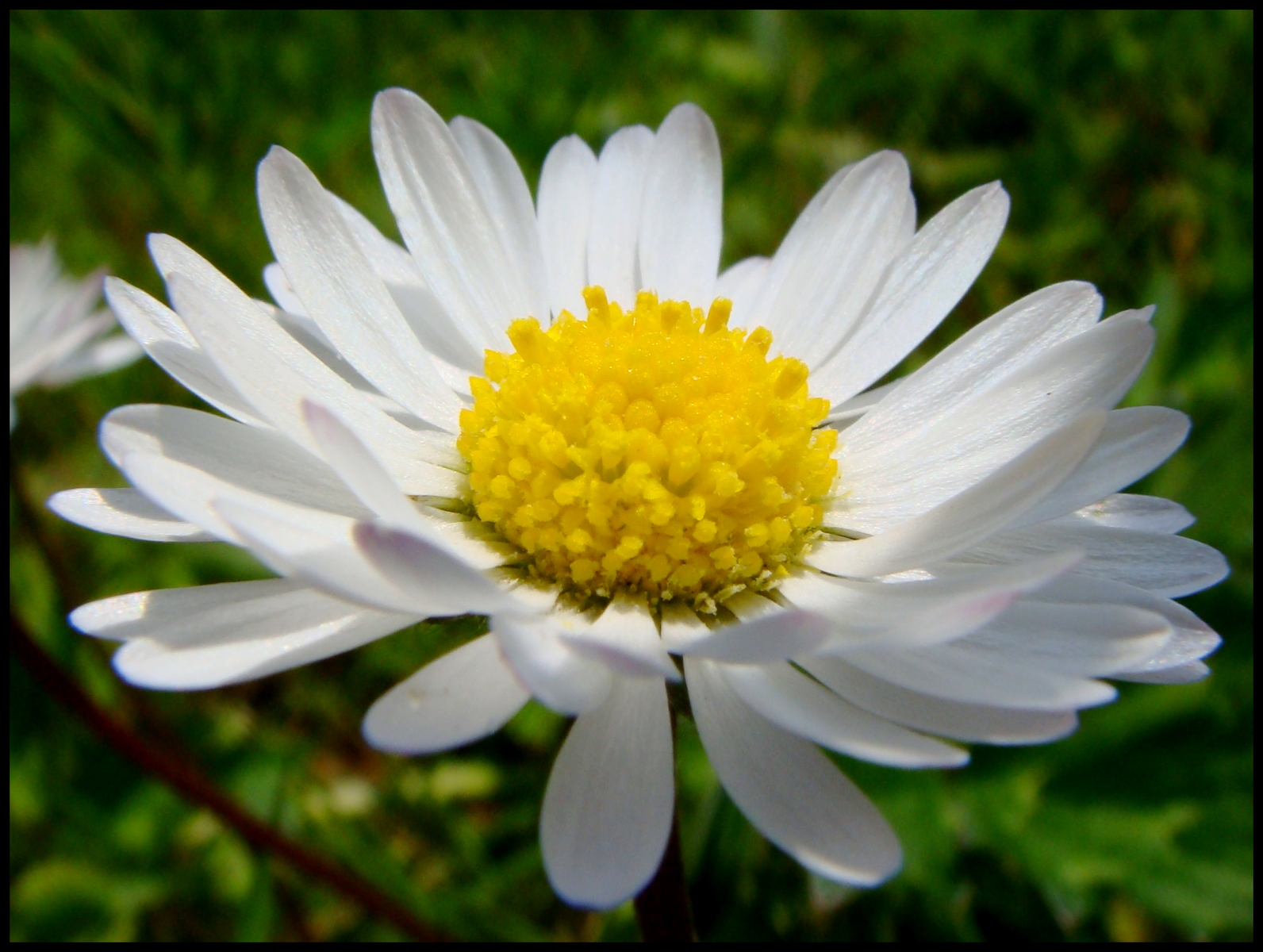 Fonds d'cran Nature Fleurs 