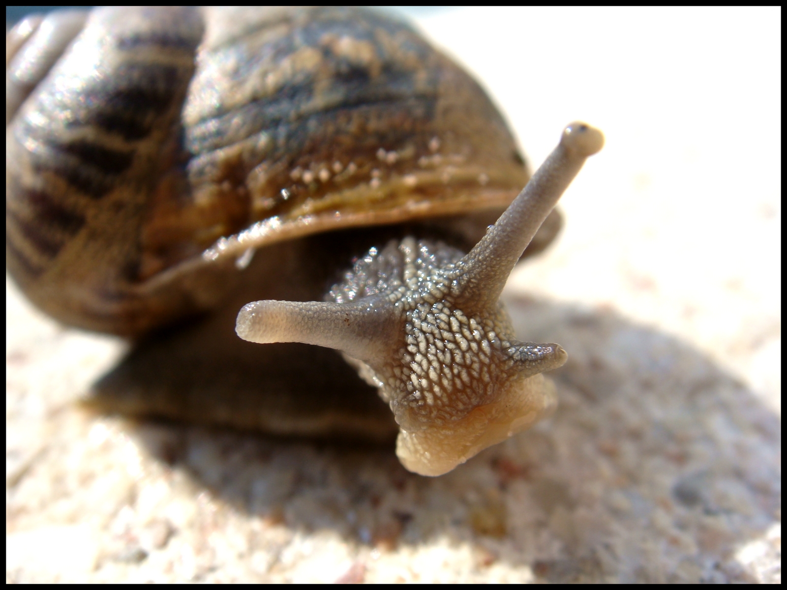 Fonds d'cran Animaux Escargots - Limaces Salut l'objectif!