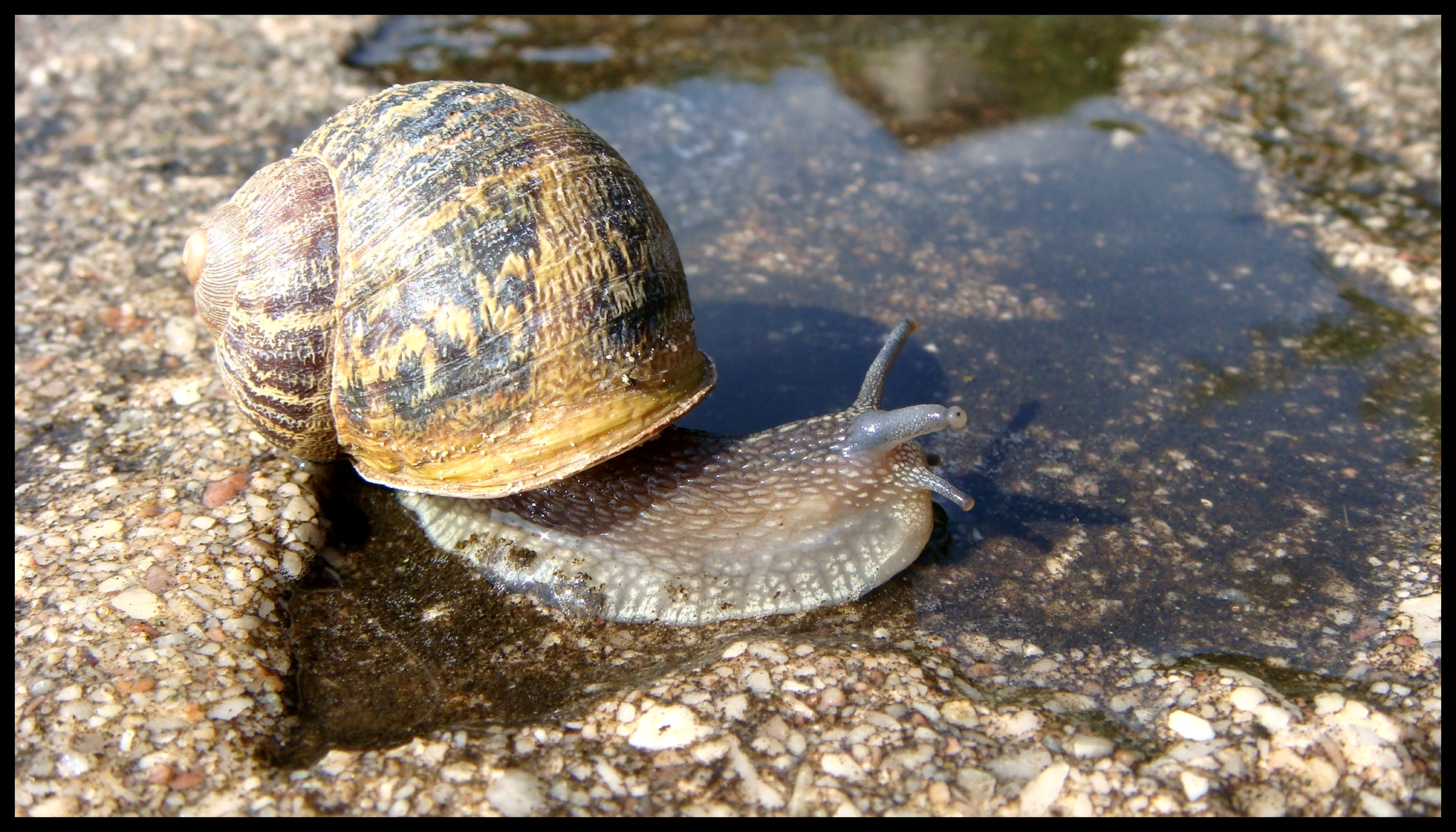 Fonds d'cran Animaux Escargots - Limaces Marcher sur l'eau facile!