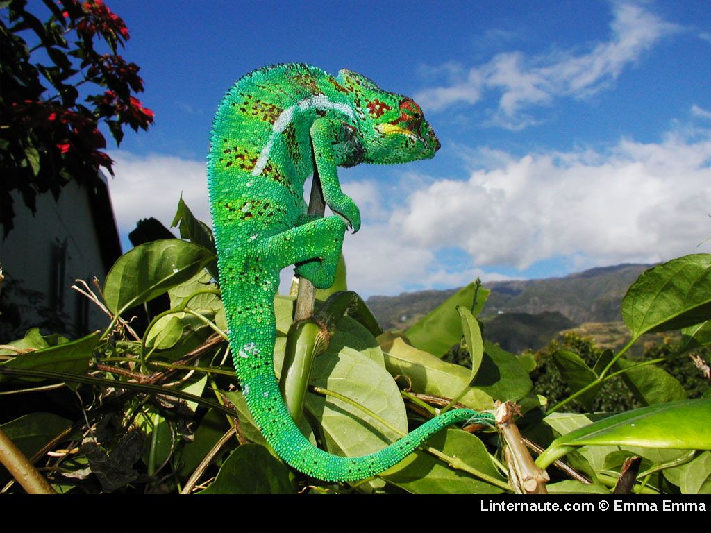 Wallpapers Animals Chameleons Cameleon (la reunion)