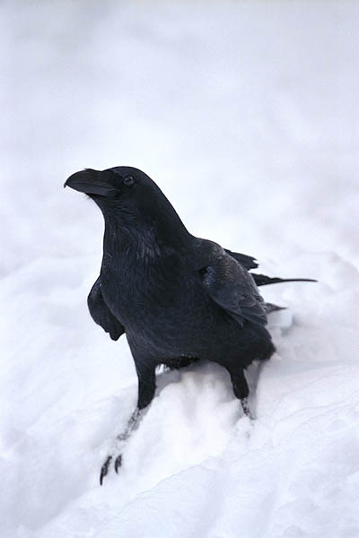 Fonds d'cran Animaux Oiseaux - Corbeaux corbeau noir dans la neige blanche