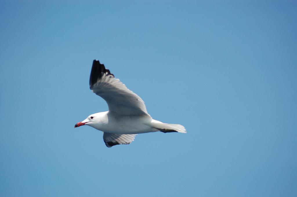 Wallpapers Animals Birds - Gulls  CORSE