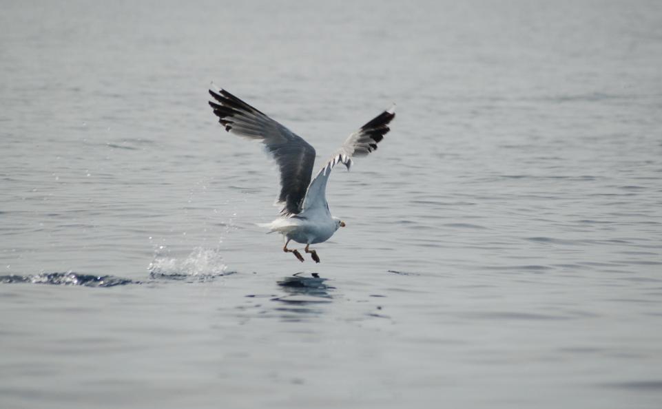 Wallpapers Animals Birds - Gulls  CORSE