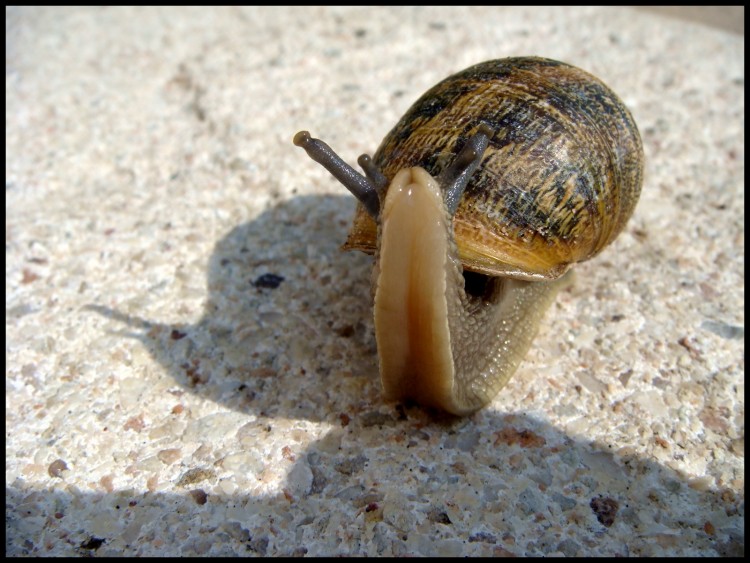 Fonds d'cran Animaux Escargots - Limaces Objectif tu as vu mes pieds ?