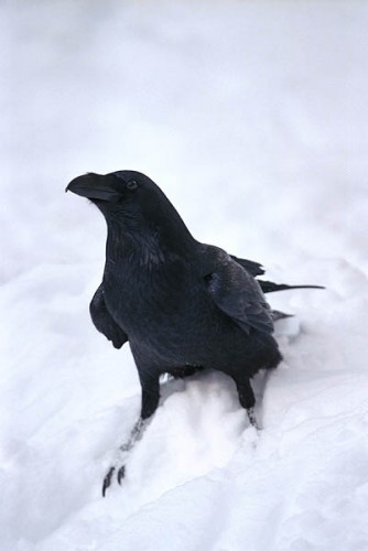 Fonds d'cran Animaux Oiseaux - Corbeaux corbeau noir dans la neige blanche