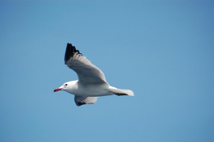 Wallpapers Animals Birds - Gulls  CORSE