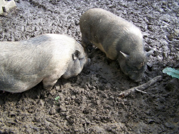 Fonds d'cran Animaux Cochons Porcs