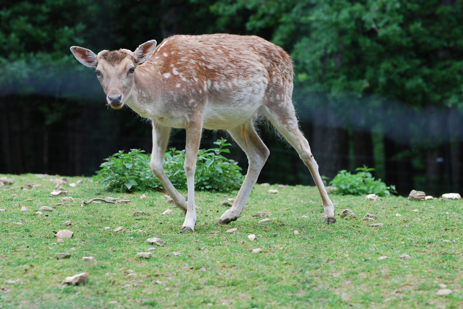 Wallpapers Animals Cervids Parc des biches de la grande jeanne Annecy