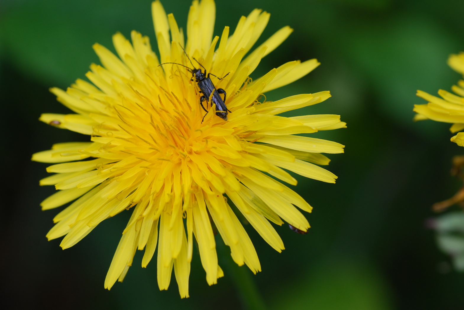 Fonds d'cran Nature Fleurs Insecte sur un pissenlit