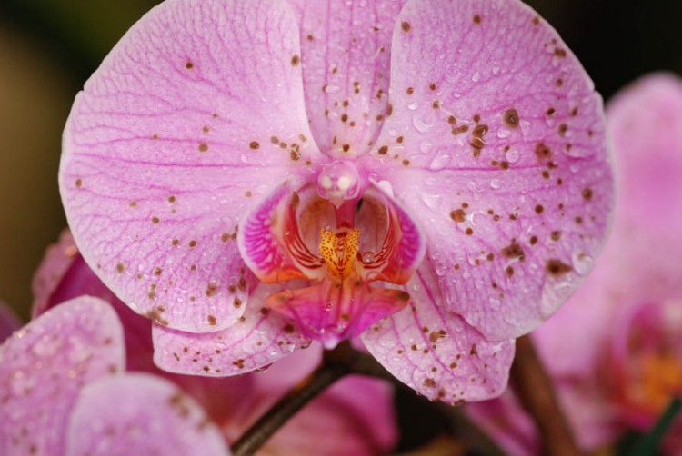 Fonds d'cran Nature Fleurs Orchide  la rose