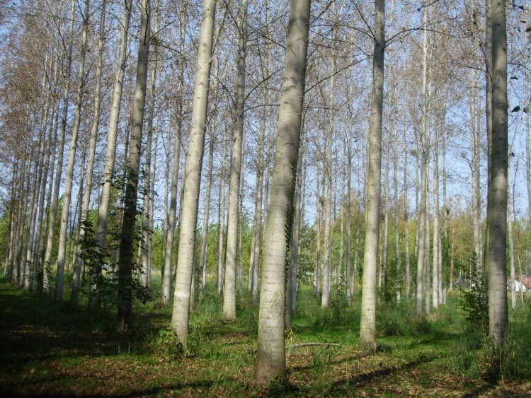 Fonds d'cran Nature Arbres - Forts Arbres