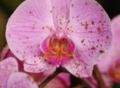 Fonds d'cran Nature Orchide  la rose