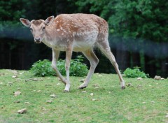 Wallpapers Animals Parc des biches de la grande jeanne Annecy