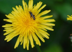 Wallpapers Nature Insecte sur un pissenlit