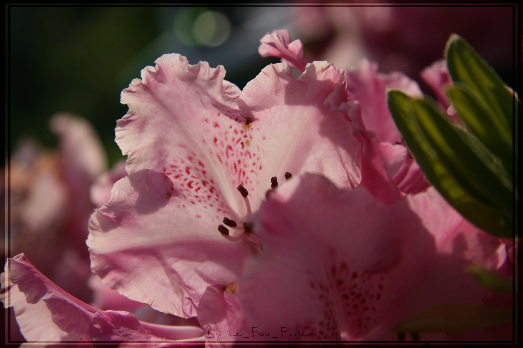 Fonds d'cran Nature Fleurs Rhododendron