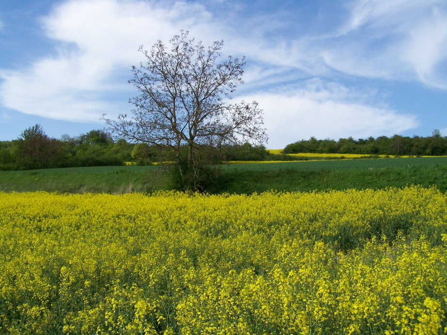 Fonds d'cran Nature Campagne Champ de colza