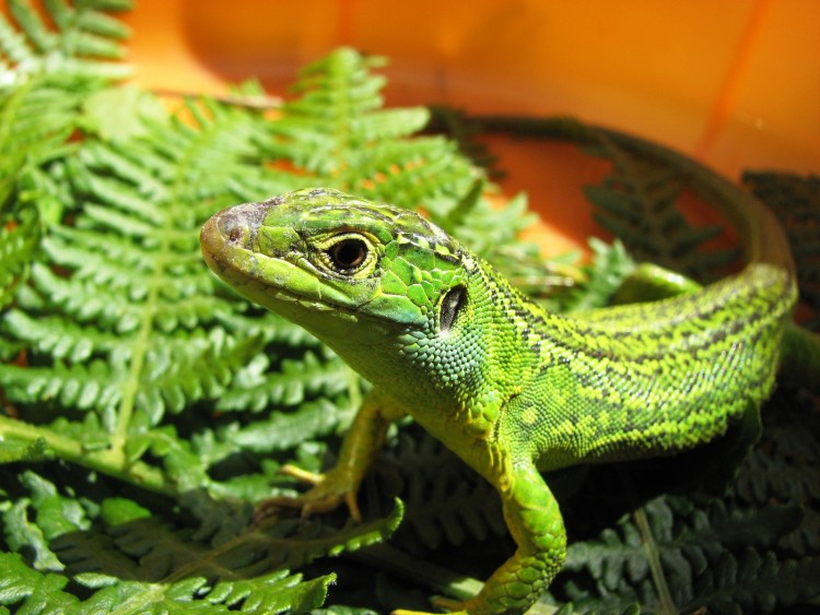 Fonds d'cran Animaux Lzards - Iguanes UN LEZARD DANS MON JARDIN